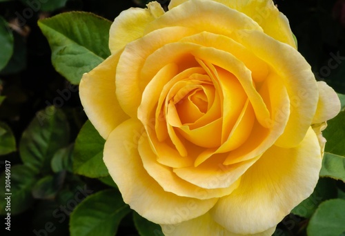 Macro of yellow rose