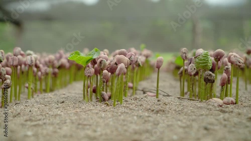 Planta de café germinando
