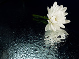 White chrysanthemum in drops on a mirror black background. Copyspace from the bottom. Focus on the flower.
