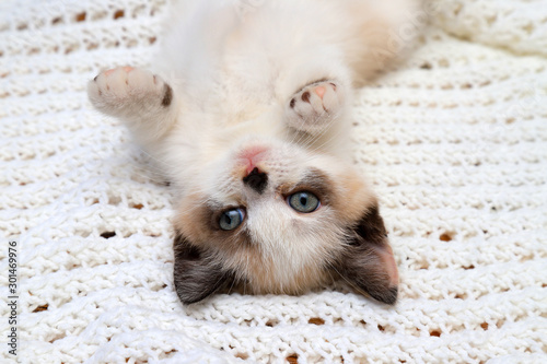 A cute white and brown  kitten, a British Shorthair, lies upside down on a soft lace plaid. Little beautiful cat is looking at the camera. © rospoint