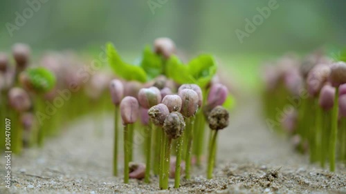 Planta de café germinando