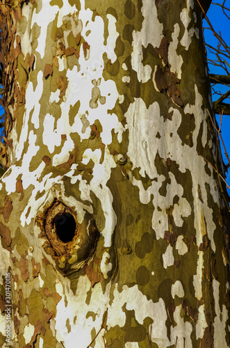 Sycamore tree, Plane tree background. The trunk of a thick tree, from which the old bark falls off. Ohio USA