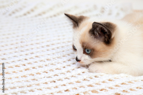 A cute white and brown  kitten, a British Shorthair, lies on a lace plaid. Little beautiful cat with blue eyes is looking at the camera. © rospoint