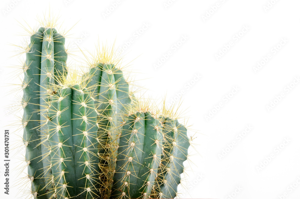 Home collection of cactus for decoration in pots, isolated on white background Home collection of cactus for decoration in pots, isolated on white background