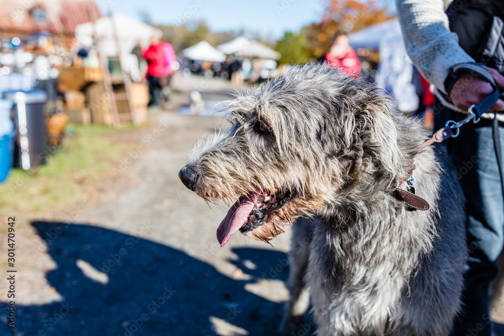 Irish wolfhound close up on a sunny day. Irish wolfhound close up on a sunny day.