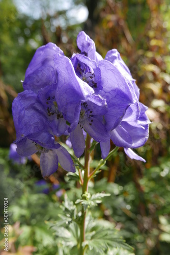 Blüte des Bunten Eisenhuts - Aconitum variegatum
