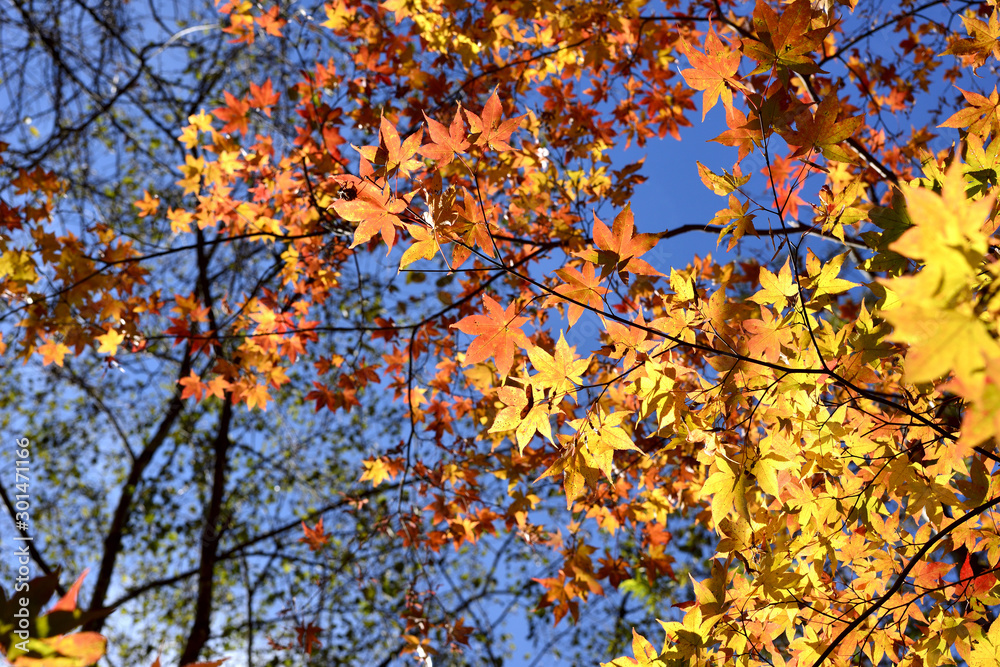 紅葉　秋