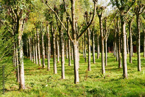 Bäumesymmetrie im Herbst in Deutschland