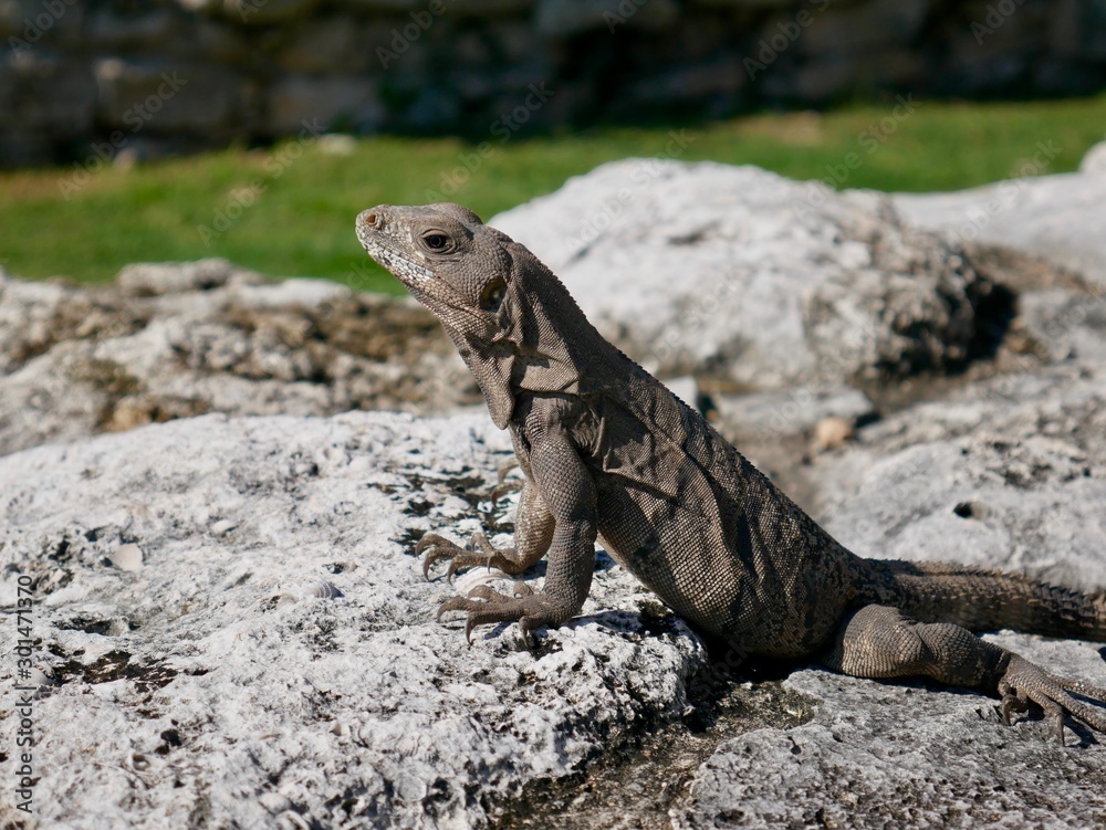 Iguana in Tulum, Mexiko Yucatan Iguana in Tulum, Mexiko Yucatan