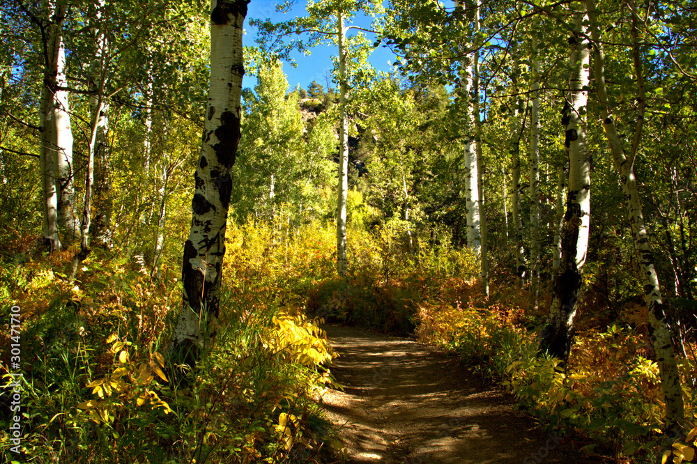 Obraz premium Hiking trail thru a mountain meadow with fall color aspens surrounding the trail