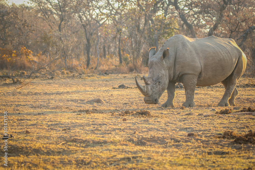 Big male White rhino standing in the grass. Big male White rhino standing in the grass.
