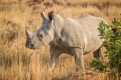 Young White rhino standing in the grass.