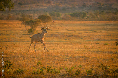 Young male Kudu running in the bush.