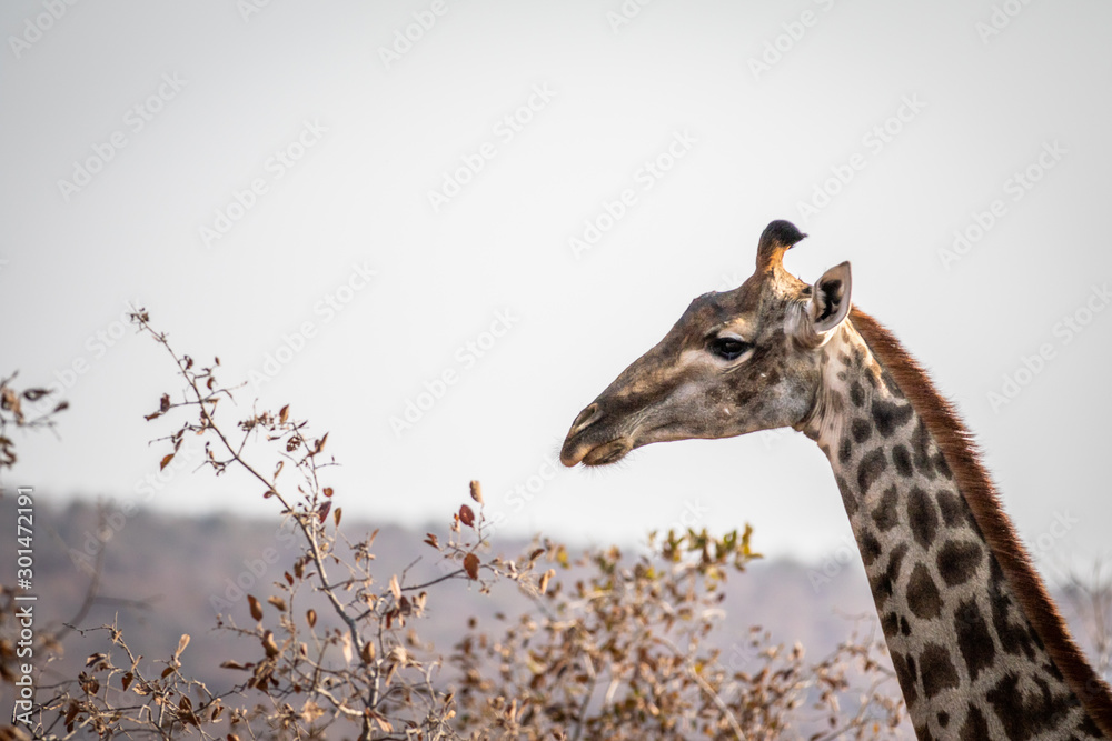 Obraz premium Side profile of a Giraffe in Africa.