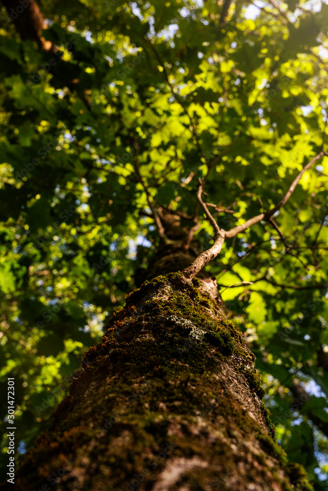 Fototapeta premium Tree Covered in Moss