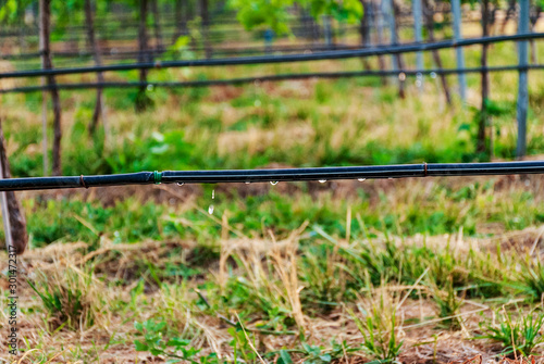 Vineyard landscape with irrigation system with drip of water, at sunset. Raïmat wines. Caberneet Sauvignon.Merlot, syrah, Pynot noir.