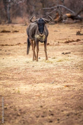 Blue wildebeest standing and eating.