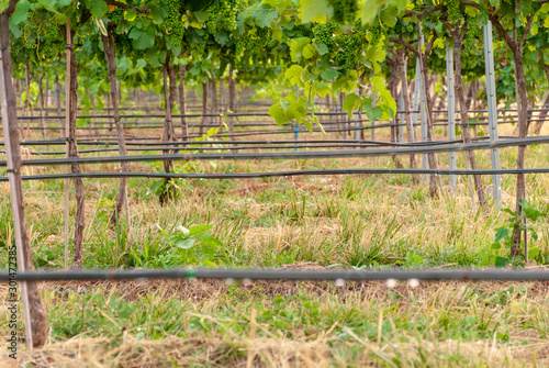 Vineyard landscape with irrigation system with drip of water  at sunset. Ra  mat wines. Caberneet Sauvignon.Merlot  syrah  Pynot noir.