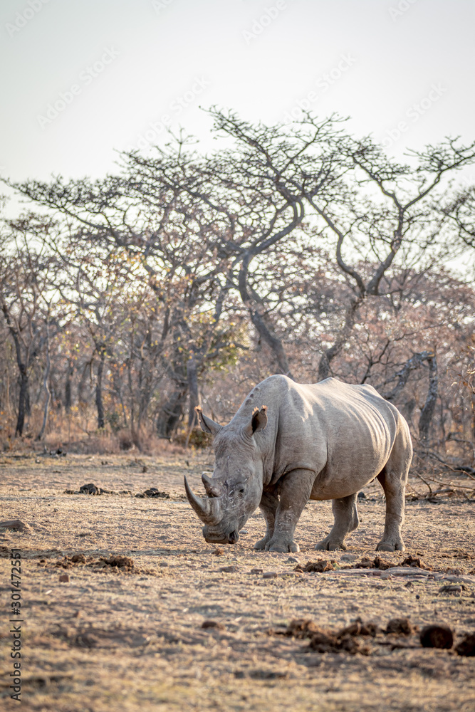 Fototapeta premium White rhino standing in the grass.