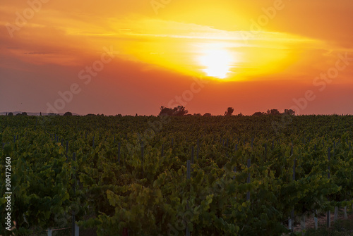 Vineyard landscape with irrigation system with drip of water, at sunset. Raïmat wines. Caberneet Sauvignon.Merlot, syrah, Pynot noir.