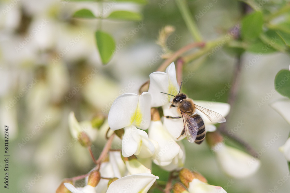 Bee on a three