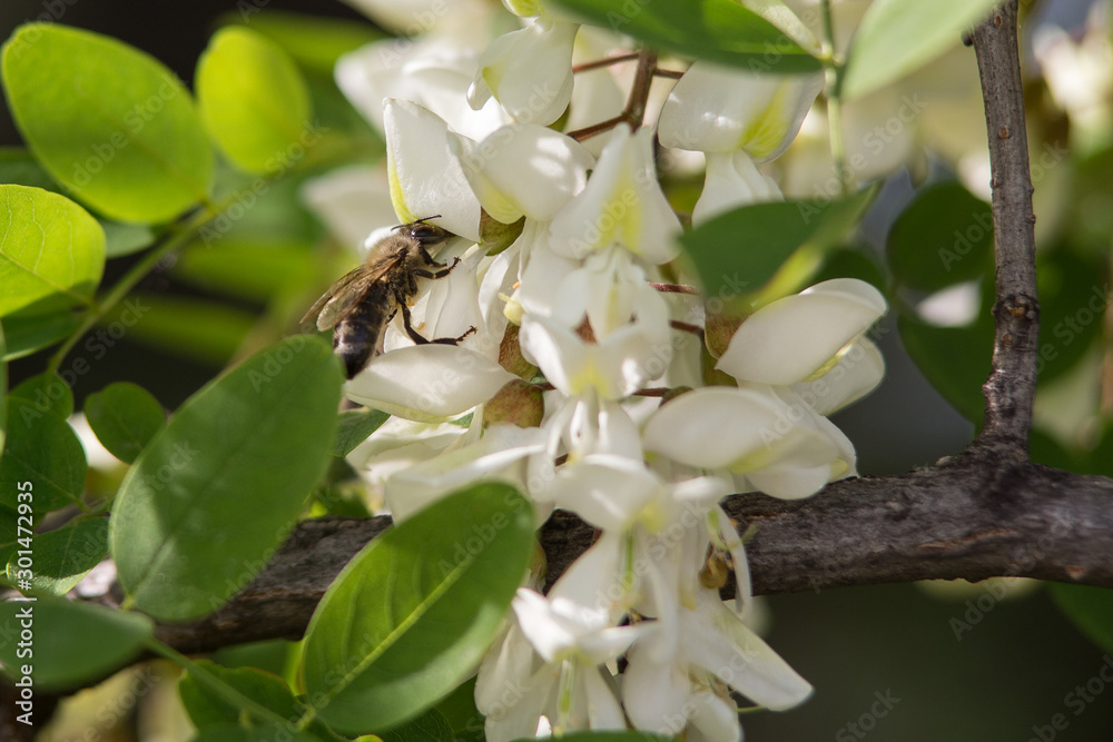 Bee on a three Bee on a three