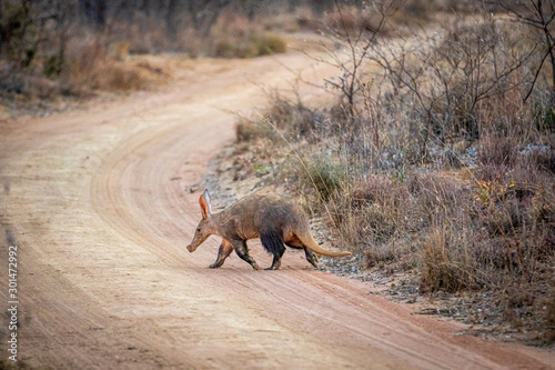 Aardvark crossing a bush road.