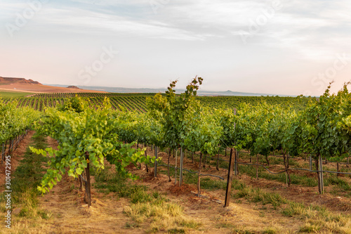 Vineyard landscape with irrigation system with drip of water, at sunset. Raïmat wines. Caberneet Sauvignon.Merlot, syrah, Pynot noir.