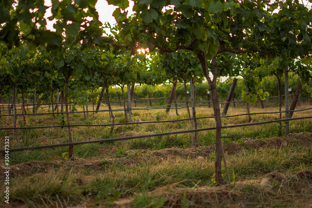 Vineyard landscape with irrigation system with drip of water, at sunset. Raïmat wines. Caberneet Sauvignon.Merlot, syrah, Pynot noir. Vineyard landscape with irrigation system with drip of water, at sunset. Raïmat wines. Caberneet Sauvignon.Merlot, syrah, Pynot noir.