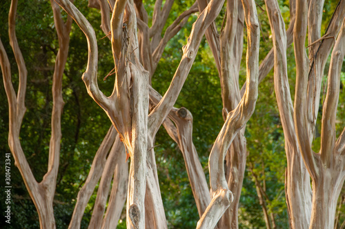 Crepe Myrtle Trunks