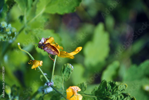 Red dolycoris baccarum (sloe bug) on flowers of Chelidonium majus, soft blurry bokeh background photo