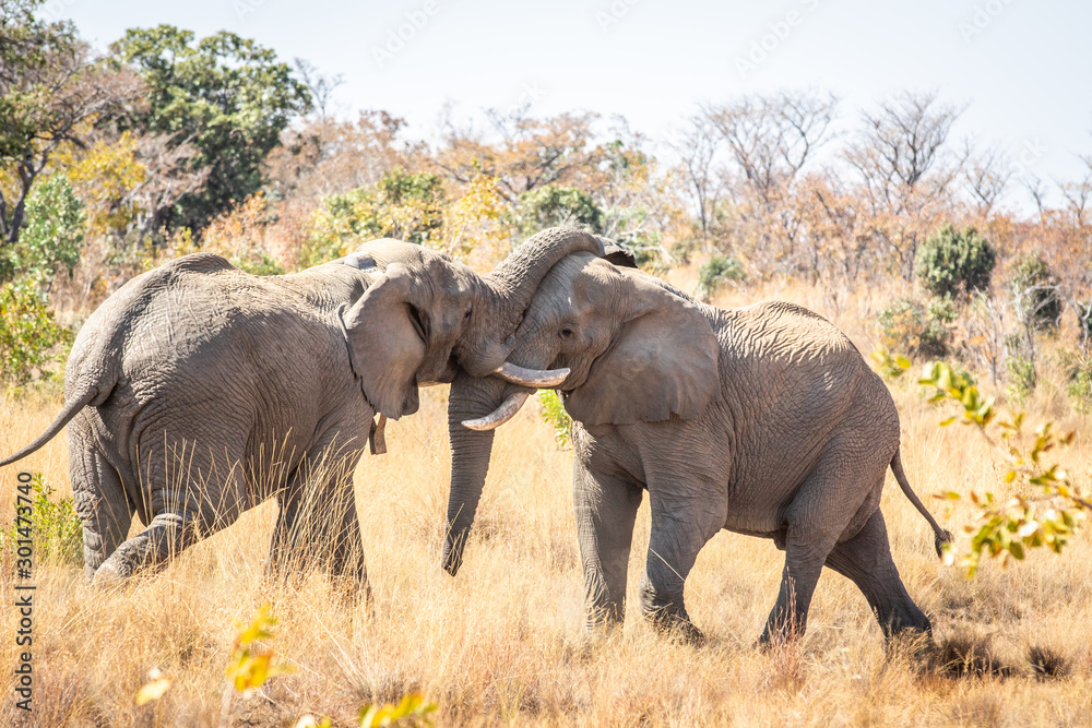 Fototapeta premium Two big male Elephants playing.