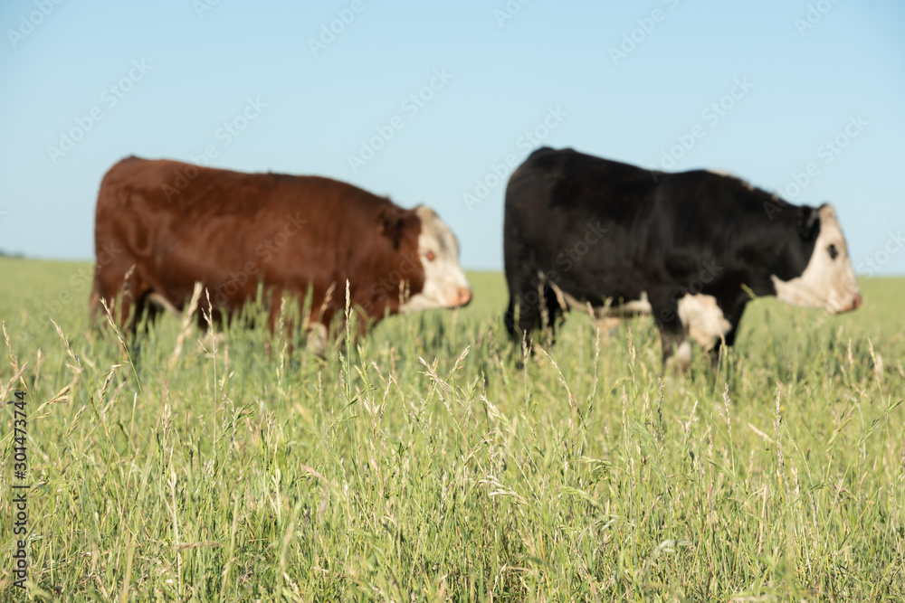 Two young cows in the pampas