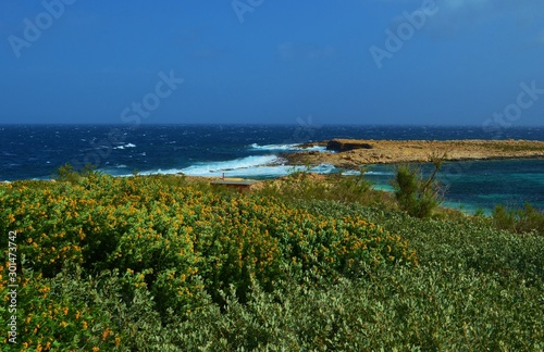 Malta's flowering coast in March