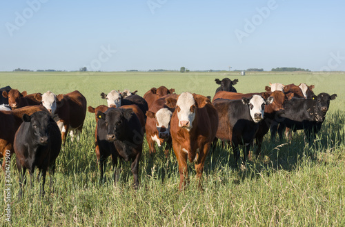 Wallpaper Mural Herd of young cows Torontodigital.ca