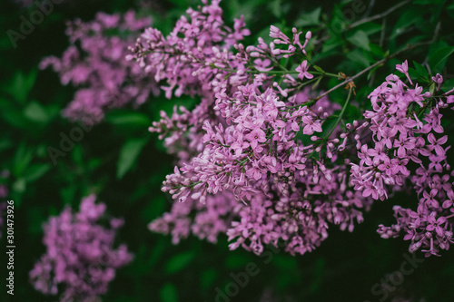  Lilac in bloom