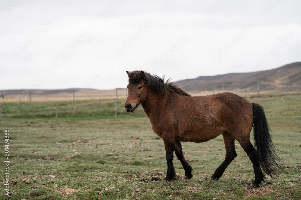 Icelandic Horse