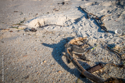 Green sea turtle hatchling on the beach. © simoneemanphoto