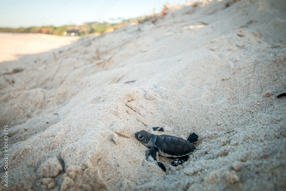 Green sea turtle hatchling on the beach. Green sea turtle hatchling on the beach.