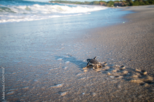 Photography Green sea turtle hatchling on the beach.