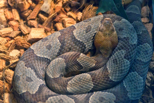 Timber Rattlesanke photo