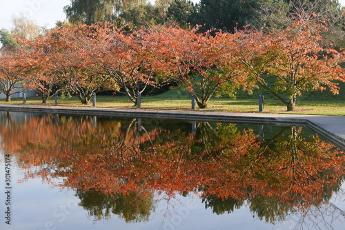 Herbstliche Bäume in Deutschland