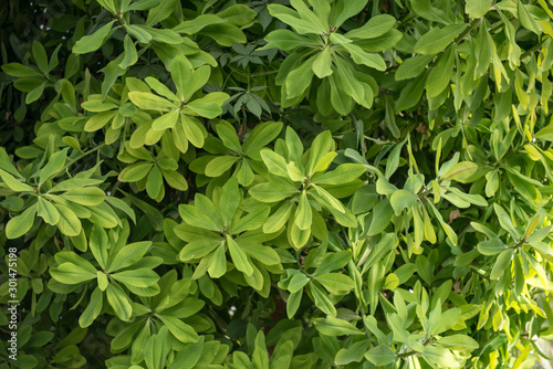 green leaf background