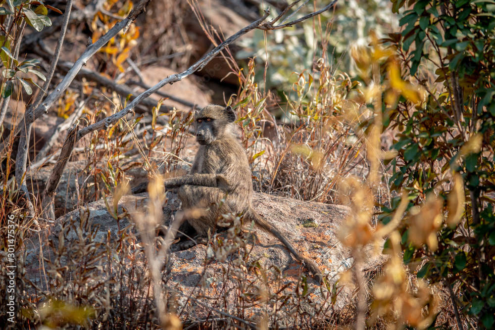 Chacma baboon sitting on a rock. Chacma baboon sitting on a rock.