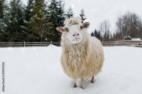 Cute fluffy sheep standing in deep white snow in winter forest landscape