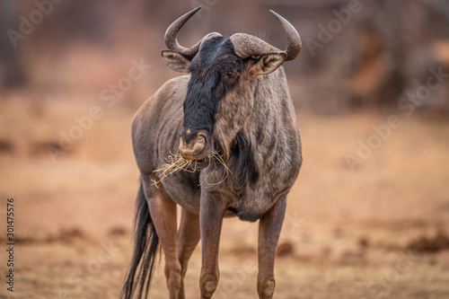 Blue wildebeest standing in the grass and eating. photo