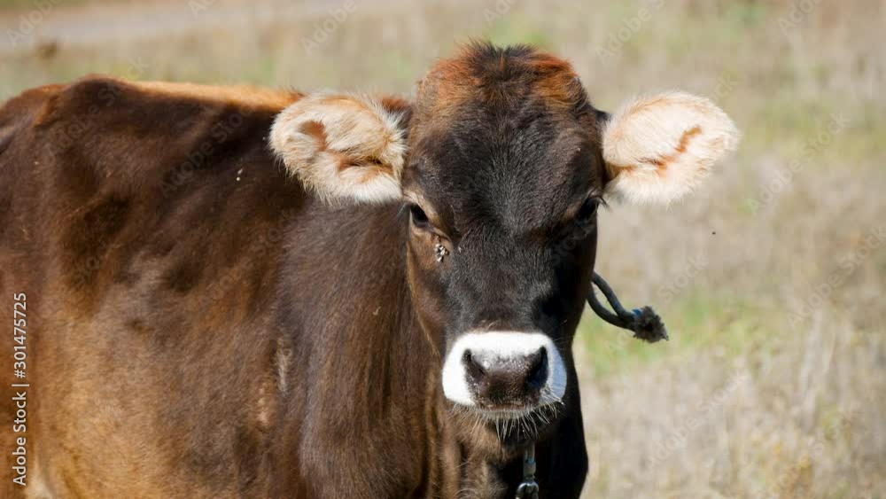 Small Calf looking to the Camera in the Meadow. Young Animal Small Calf looking to the Camera in the Meadow. Young Animal