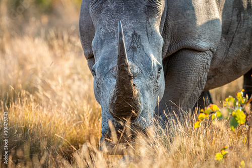 Close up of a White rhino head.