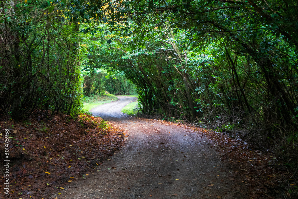 Naklejka premium path in the park