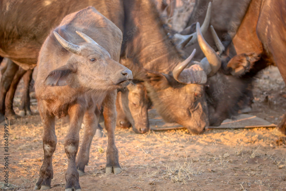 Young African buffalo calf standing in the grass. Young African buffalo calf standing in the grass.